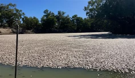 Fish apocalypse in Menindee, Australia! Millions of dead fish cover ...