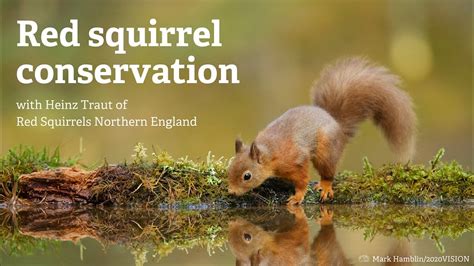 Red squirrel conservation - YouTube