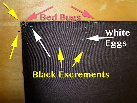 Baby Bed Bugs, Eggs, Tell Tale Signs - Pictures. | Pest Control of Bed Bugs, Fleas and Cockroaches.