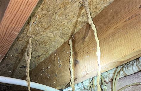 What Are Termite Tunnels | Evans Pest Control | Philadelphia's Trusted ...