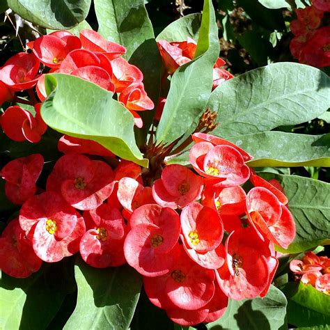 Euphorbia milii | How to grow and care | Crown of Thorns plant ...