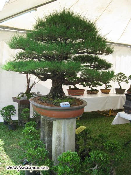 Pokok Bonsai – Segalanya Tentang Tumbuhan…