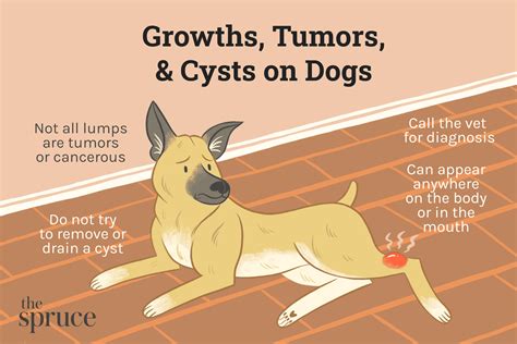 How to Treat Tumors, Growths, and Cysts in Dogs (2022)