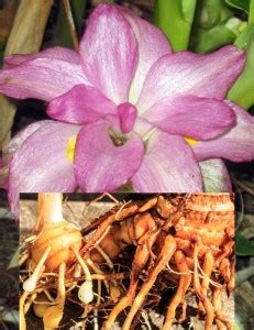 Curcuma xanthorrhiza 'Temulawak' - Towen Mount Tropicals