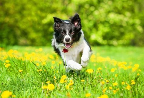 Top 5 Dog Breeds That Play Frisbee - PatchPuppy.com