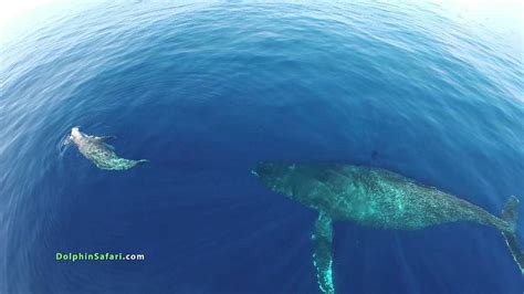 Dolphin-Whale Hybrid Discovered Off The Coast Of Hawaii - DeeperBlue.com