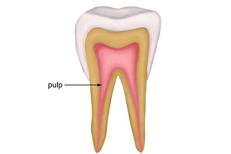 The structure of the tooth and features enamel pulp dentine