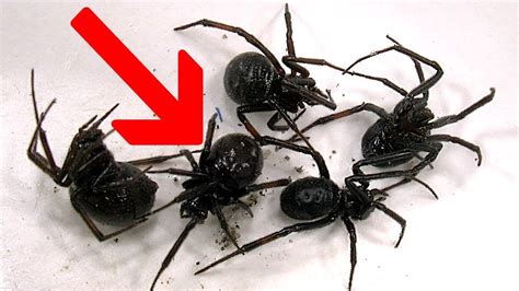 Spiders That Look Like Black Widows