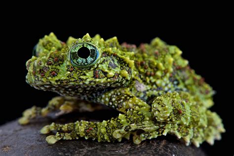 Cold-blooded creatures: Matthijs Kuijpers' astonishing closeups – in pictures | Amphibians ...