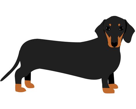 Dachshund PNG transparent image download, size: 1024x819px