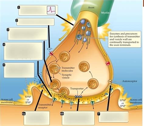 What happens once that action potential reaches the axon terminal Diagram | Quizlet