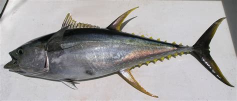 Thunnus albacares (Bonnaterre, 1788)