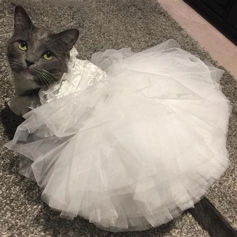 OnnPnnQ 2019 New Summer Princess Pet Cat Wedding Dress Sweet Dog Mesh ...