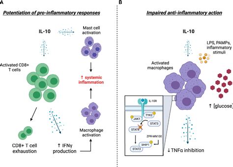 Frontiers | Elevated Interleukin-10 Levels in COVID-19: Potentiation of ...