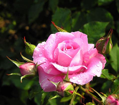 Perfect Pink Rose In Full Bloom Pictures, Photos, and Images for Facebook, Tumblr, Pinterest ...