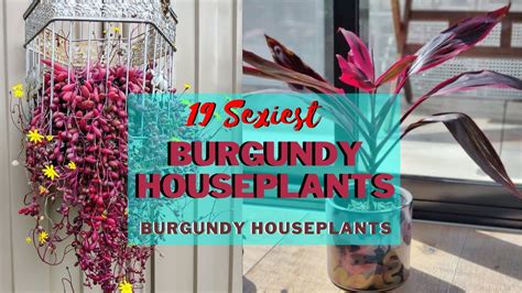 18 Sexiest Burgundy Houseplants | Burgundy Color Indoor Plants - YouTube