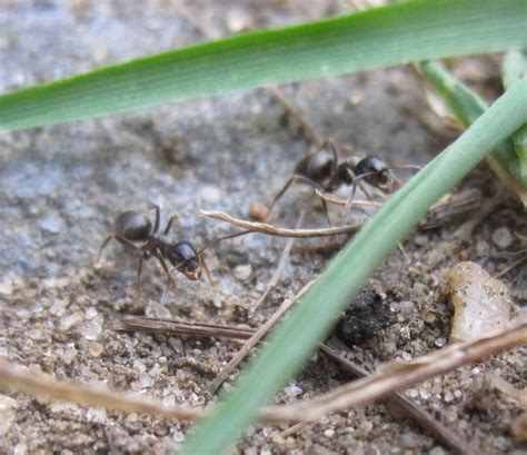 When black garden ants go from nuisance to pest - deBugged