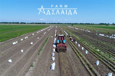 Potato harvesting