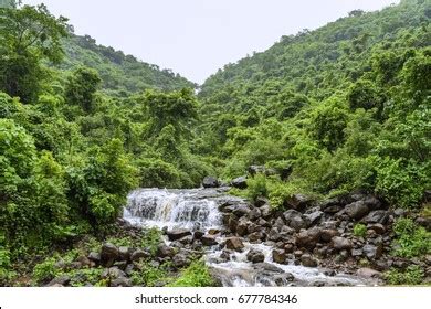 303 Konkan Forest Images, Stock Photos & Vectors | Shutterstock