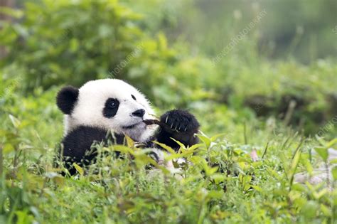 Juvenile Giant Panda feeding - Stock Image - C021/2737 - Science Photo ...