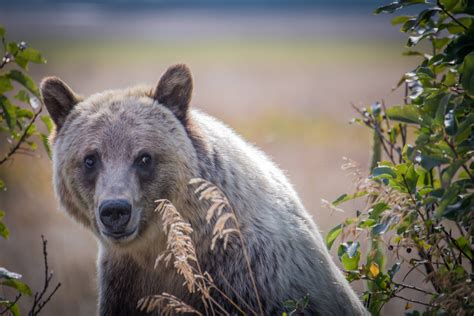 Grizzly Bear in Glacier National Park, Montana [OC] [5847x3898] : pics