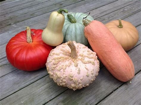 Discover the Delight of Heirloom Squash