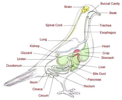 Bird Anatomy - Skeletal Picture Of Birds Anatomy