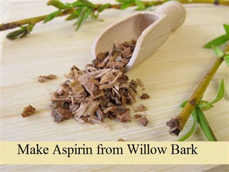 MIY Aspirin from Willow Bark - The Prepared Page