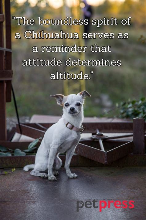 Tiny but Big Wisdom: 50 Best Chihuahua Dog Quotes That Inspire