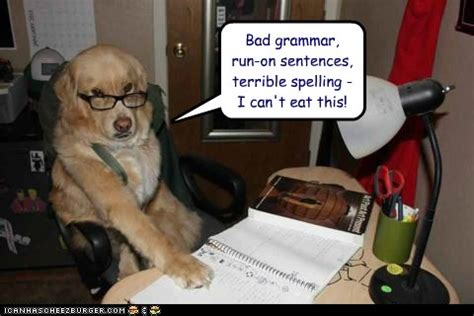 I Can Has Cheezburger? - dog ate my homework - Funny Animals Online ...