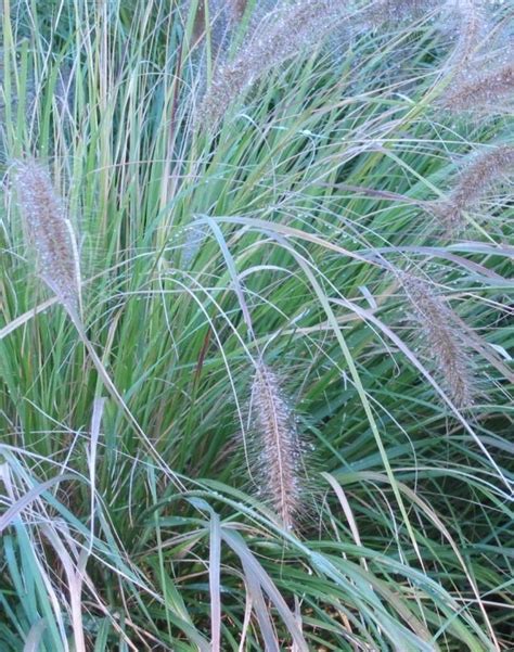 Poaceae ~ Detailed Information | Photos | Videos