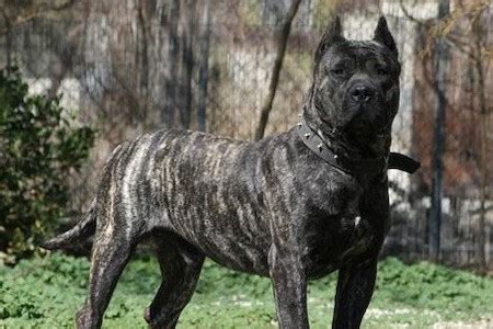 Are Presa Canario Mastiffs