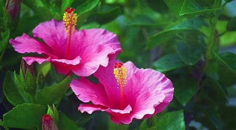 Hibiscus Flower – Meaning, Symbolism and Colors