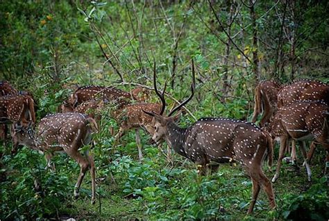 Coorg Wildlife at best price in Madikeri | ID: 9931891630