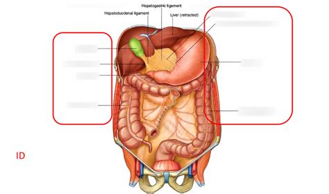 Lesser Omentum Diagram | Quizlet