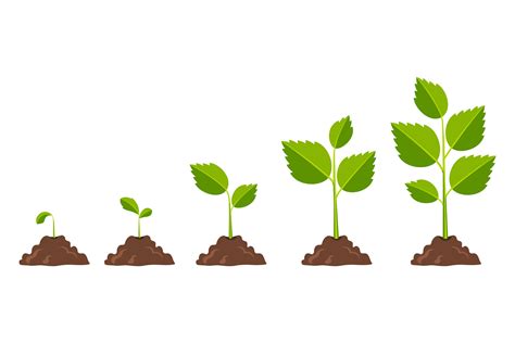 Plant Growth Stages Icons. Cartoon Natur Graphic by onyxproj · Creative Fabrica