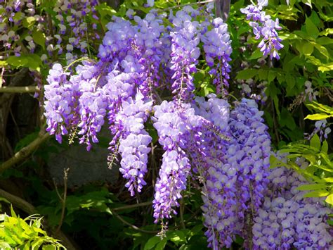 Wisteria sinensis - Chinese Wisteria | World of Flowering Plants