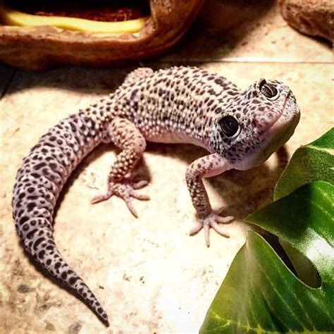 #gecko #foodGecko Food | Leopard gecko cute, Cute reptiles, Cute lizard