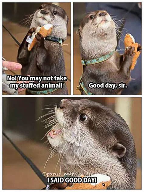 Otter meme