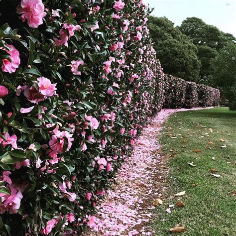 Wondering whether camellias are worth the bother? (The cliche of camellia is that it's a garish ...