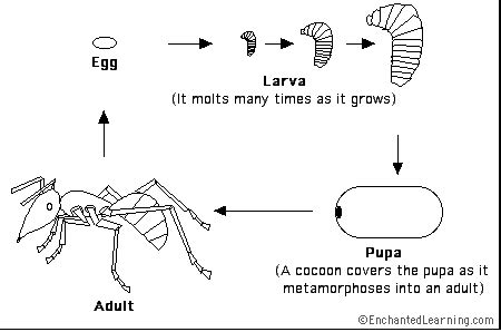 Ant Life Cycle - EnchantedLearning.com