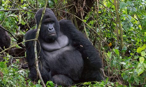 Virunga National Park | Congo Safari Tour Destinations