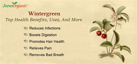 Wintergreen: Top Health Benefits, Uses, And More | Wintergreen Plant