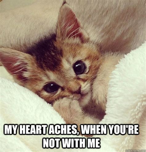 5 Cutest Cat memes ever! | Socially Fabulous