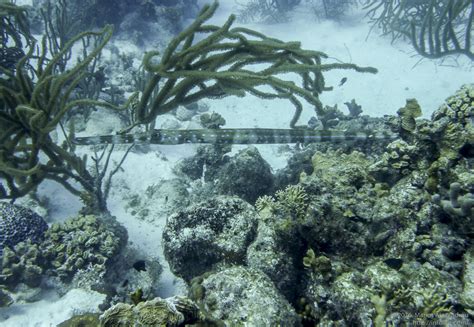 Shore Diving in Bonaire | Infolific