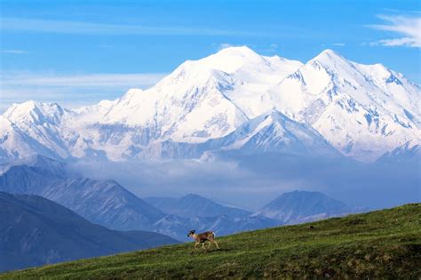 Denali National Park and Preserve jigsaw puzzle in Animals puzzles on ...