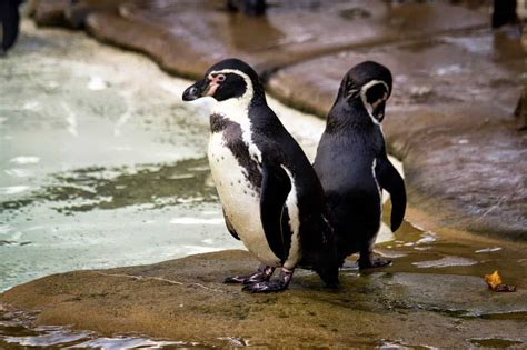 ZSL London Zoo: Penguins