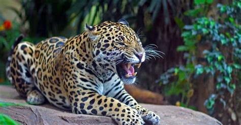 Jaguar Teeth: Everything You Need To Know - A-Z Animals