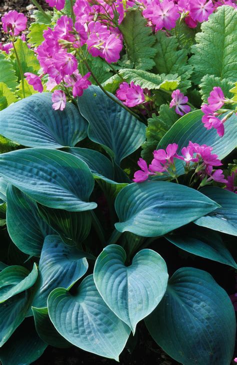 26 Blue Hosta With White Flowers Ideas - Eco Base