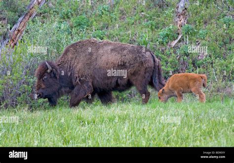 Bison and calf Yellowstone National Park Stock Photo - Alamy